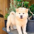 Chow chow puppies for sale 