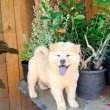 Chow chow puppies for sale 