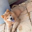 Chow chow puppies for sale 