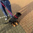 Pure breed German Rottweiler puppies 