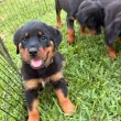 Pure breed German Rottweiler puppies 