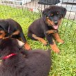 Pure breed German Rottweiler puppies 