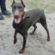 Doberman kan kölyök