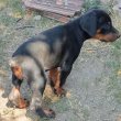 Doberman kan kölyök