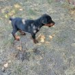 Doberman kan kölyök