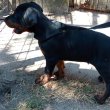 Doberman kan kölyök