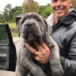 Cane corso puppies for sale