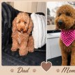 Toy and mini poodle 