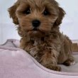 Toy and mini poodle 