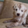 Toy and mini poodle 