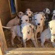 Dalmata kiskutyák