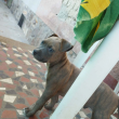 amerikai staffordshire eladó
