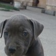 amerikai staffordshire eladó