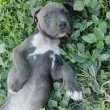 amerikai staffordshire eladó