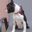 Boston terrier nőstény kölyök