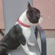 Boston terrier nőstény kölyök