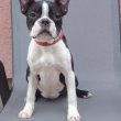 Boston terrier nőstény kölyök