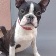Boston terrier nőstény kölyök