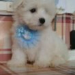 Fehér mini Bichon Havanese 