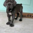  Cane corso kölykök