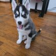 Szibériai husky kölykök