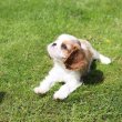 Cavalier King Charles spániel kölykök