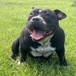 American Bully Pocket – kan és szuka eladó