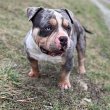 American Bully Pocket – kan és szuka eladó