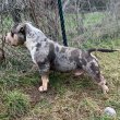 American Bully Pocket – kan és szuka eladó