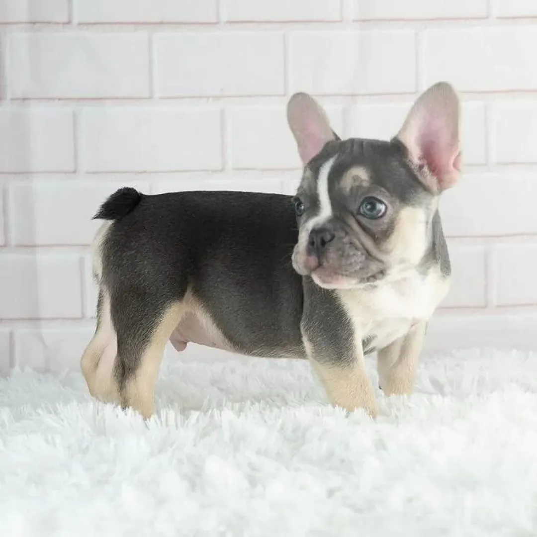 Francia bulldog kölykök