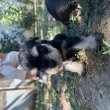 Törpe schnauzer kutya