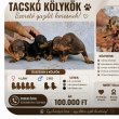 Tacskó kölykök