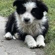 Eladó Border Collie