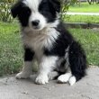 Eladó Border Collie