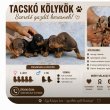 Tacskó kölykök