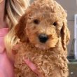 Doodle puppies for sale 