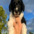 Doodle puppies for sale 