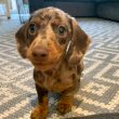 Mini dachshund puppies available for sale 