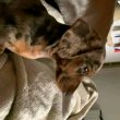 Mini dachshund puppies available for sale 