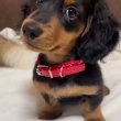 Mini dachshund puppies available for sale 