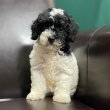 Mixed breed doodles for sale 