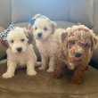 Mixed breed doodles for sale 