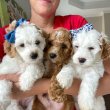 Mixed breed doodles for sale 
