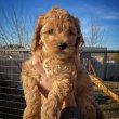 Mixed breed doodles for sale 