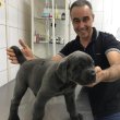 Cane corso puppies available 