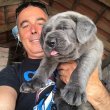 Cane corso puppies available 