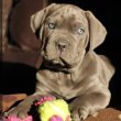 Cane corso puppies available 
