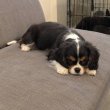 Cavalier King Charles puppies 