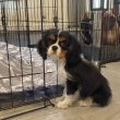 Cavalier King Charles puppies 