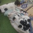 Fox terrier kiskutyák